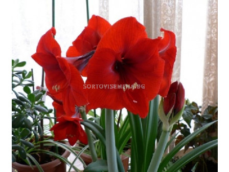 Амарилис (Hippeastrum) Red