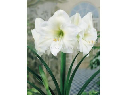 Амарилис (Hippeastrum) White