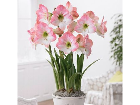 Амарилис (Amaryllis) Apple Blossom