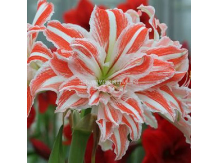 Амарилис кичест (Hippeastrum) Dancing Queen