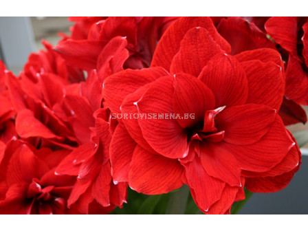 Амарилис кичест (Hippeastrum) Double Dragon