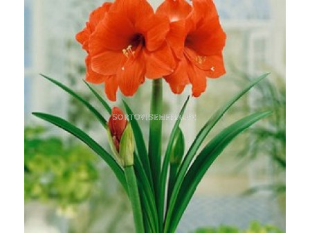 Амарилис (Amaryllis) Orange Sovereign