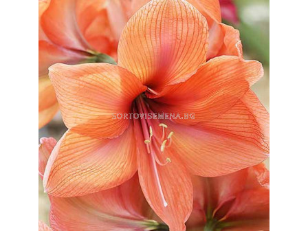 Амарилис / Amaryllis Orange Queen/ 1 бр