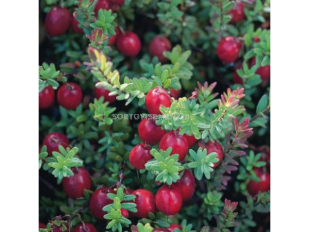 Американска червена боровинка (Vaccinium Macrocarpon) 