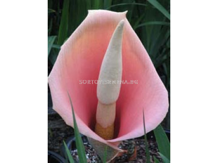 Аморфофалус (Amorphophallus bulbifer)