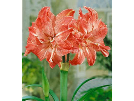 Амарилис кичест (Hippeastrum) Lady Jane