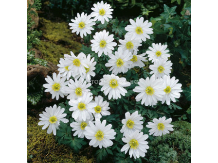 Анемоне /Anemone blanda  White Splendour/ 1 бр