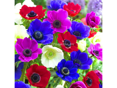 Анемоне де каен / Anemone De Caen Mixed Coronaria / 1 бр