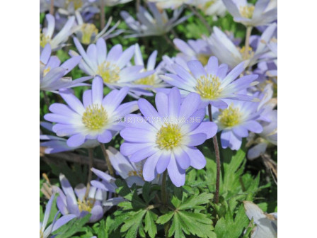 Анемоне /Anemone blanda Blue Splendour / 1 бр