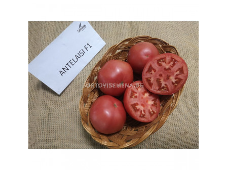 Семена домати АНТЕЛАЙЗИ F1 ( ANTELAYZI F1 ) 500 сем