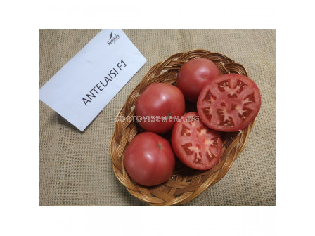 Семена домати АНТЕЛАЙЗИ F1 ( ANTELAYZI F1 ) 