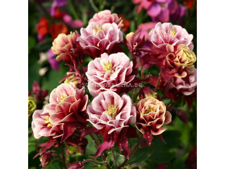 Аквилегия / Aquilegia Double Purple / 1 бр