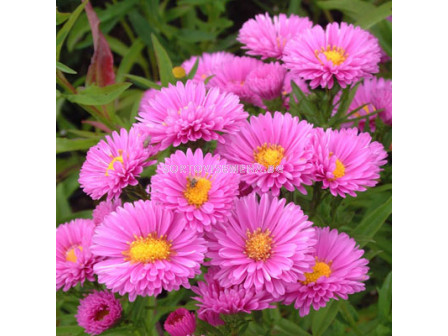 Астра /Aster Novi-Belgii Pink/ 1 коренище