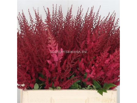 НОВО! Астилбе червено/ ASTILBE ELSE SCHLUCK/ 