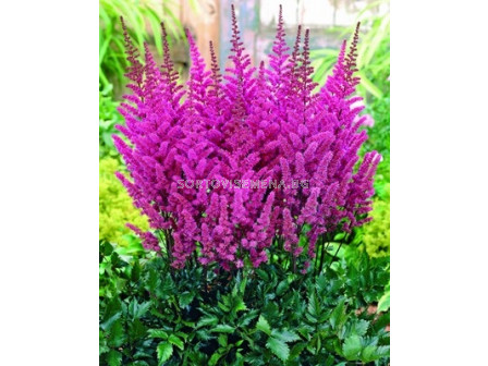 Астилбе (Astilbe) Пурпурно - Glorie Purpurea