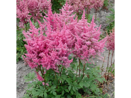 Астилбе (Astilbe) тъмно розово 