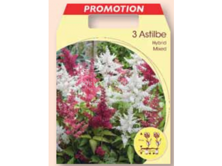 Астилбе микс / astilbe mix / 1 оп ( 3 корена )