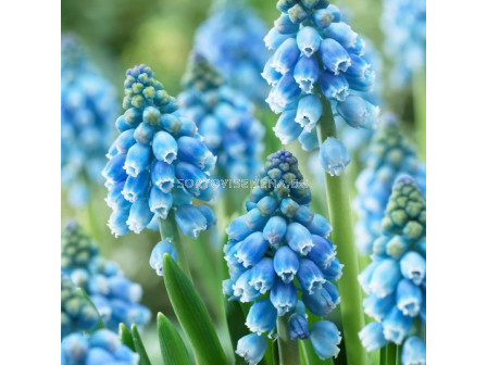 Мускари /Muscari armeniacum 'Atlantic'/ 1 бр