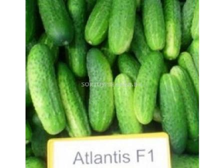 Семена корнишони Атлантис F1 - Аtlantis F1 - 250 семена