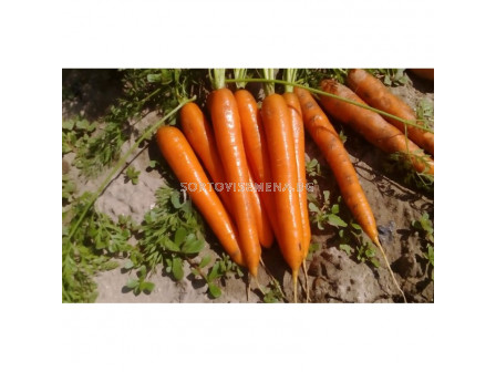 Семена Моркови SATURNO F1-100 000 сем