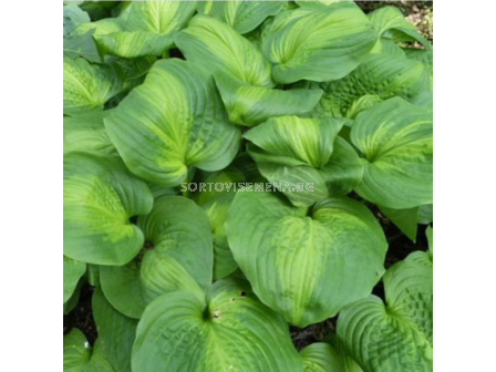 Хоста Avocado/ Hosta - 1 брой