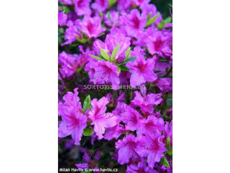 Азалия (Azalea Japonica Blue) 