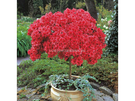 Азалия червена - Azalea Japonica Red	