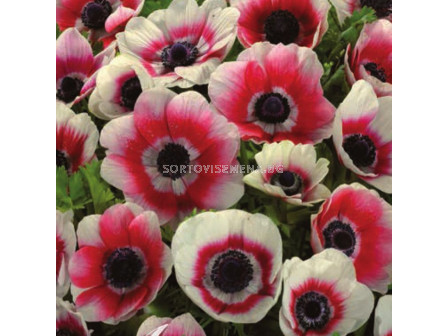 Анемоне бяло-червено /Anemone coronaria bicolor/