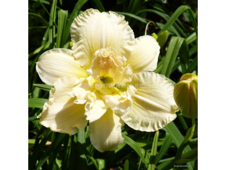 Хемерокалис /HEMEROCALLIS BOWL OF CREAM/ 1 бр