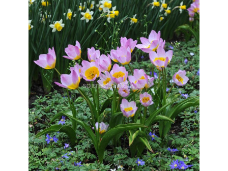 Лале /Tulip Lilac Wonder/ 6/7