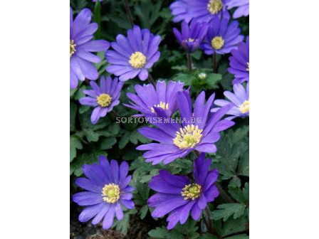 Анемоне (Anemone) Blanda Blue 