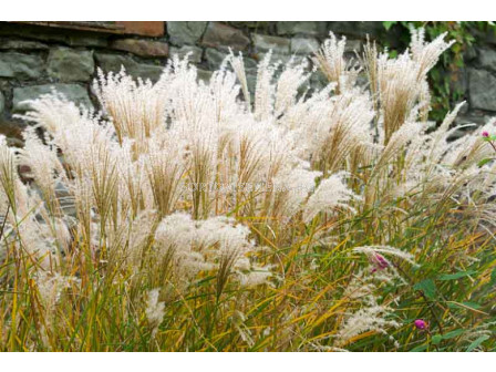 Мискантус /Miscanthus Kleine Fontane / 1 бр