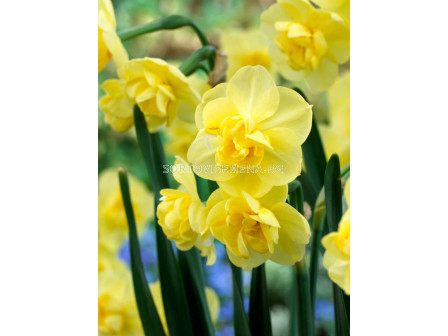 Нарцис Yellow Cheerfulness 1 бр
