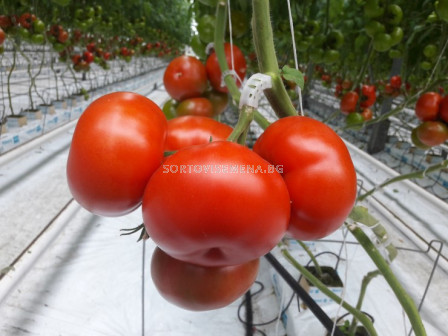 Семена домати BEEF BANG F1 ZKI - 1000 семена