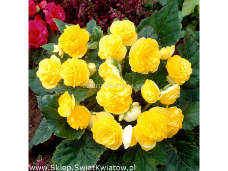 Бегония мултифлора жълта - Begonia multiflora  maxima yellow - 1 бр.