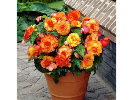 Бегония / Begonia Bicolor Picotee Yellow/Red / 1 бр