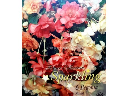 Бегонии (Begonias) Mix Sparkling