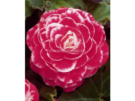Бегония (Begonia) Camellia Flora 5/6+