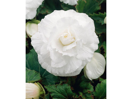 бегония Double White - begonia Double White 5/6+