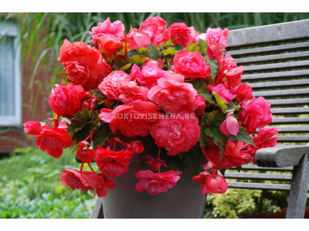 Бегония (Begonia) Odorato Red Glory (ароматна) 5/6+