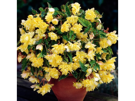 Бегония 5/6+ (Begonia) Pendula Yellow 