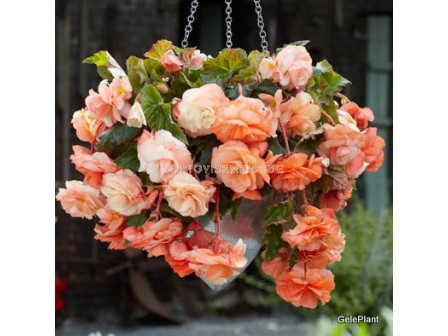 Бегония 5/6+(Begonia) Splendide Apricot 