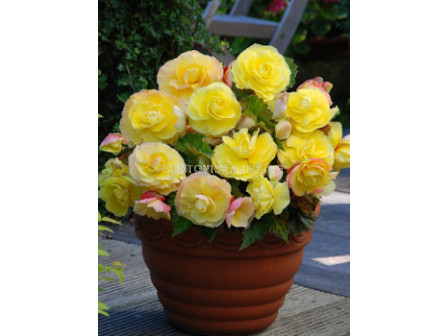 Бегония (Begonia) Superba Yellow 5/6+