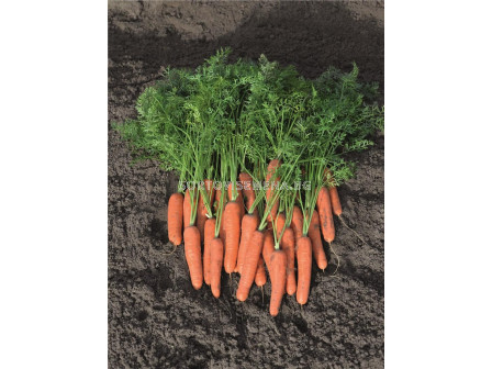 Семена моркови НАРИТА (Narita F1) фракция 1.8 - 2.0 mm - BJ 