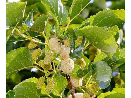 Бяла черница (Morus Alba)		