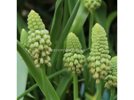 Мускари зелени /Bellevalia pycnantha 'Green Pearl'/ 1 бр