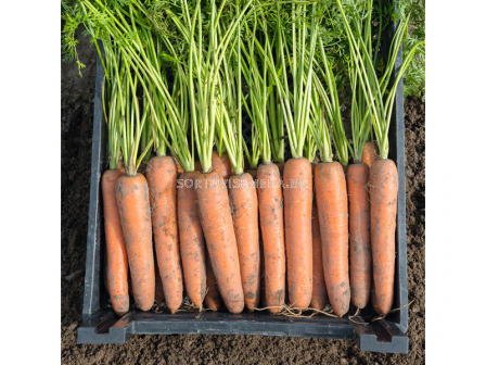 Семена за моркови БЕРМУДА (Bermuda F1) фракция 1.8 - 2.0 mm. BJ 
