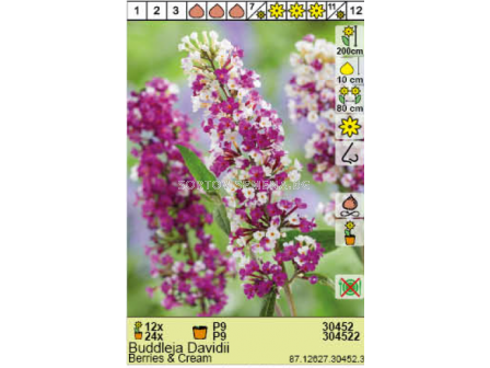 Будлея Berries & Cream/ Buddleja Davidii - 1 брой