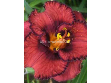 Хемерокалис /HEMEROCALLIS BERRYLICIOUS/ 1 бр