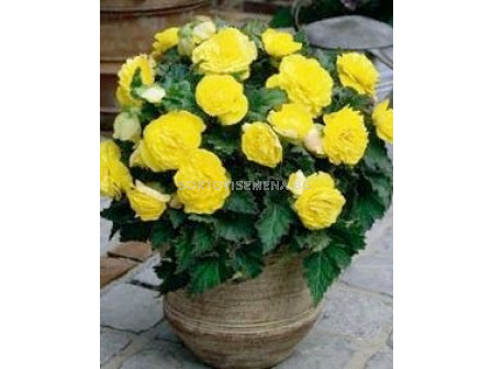 Бегония (Begonia) Non Stop Yellow 5/6+